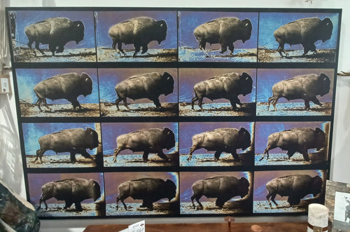Buffalo Running Movie Scene