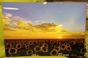 Sunflower Field on Metal by Local Artist