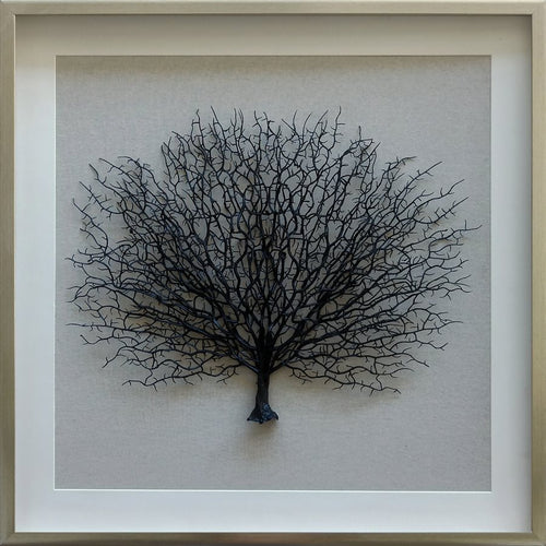 SEA FAN SHADOW